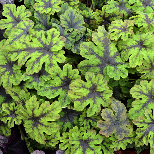 TIARELLA FINGERPAINT (FOAM FLOWER) -1 Gallon - Springbank Greenhouses