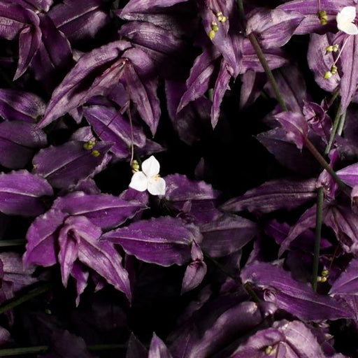 TRADESCANTIA SERIES (FORMERLY KNOWN AS WANDERING JEW) - 4" - Springbank Greenhouses