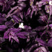 TRADESCANTIA SERIES (FORMERLY KNOWN AS WANDERING JEW) - 4" - Springbank Greenhouses