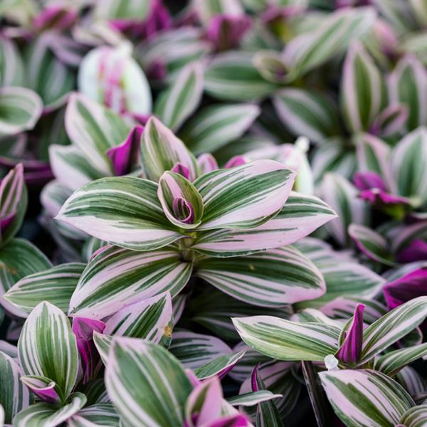 TRADESCANTIA SERIES (FORMERLY KNOWN AS WANDERING JEW) - 4" - Springbank Greenhouses