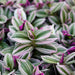 TRADESCANTIA SERIES (FORMERLY KNOWN AS WANDERING JEW) - 4" - Springbank Greenhouses