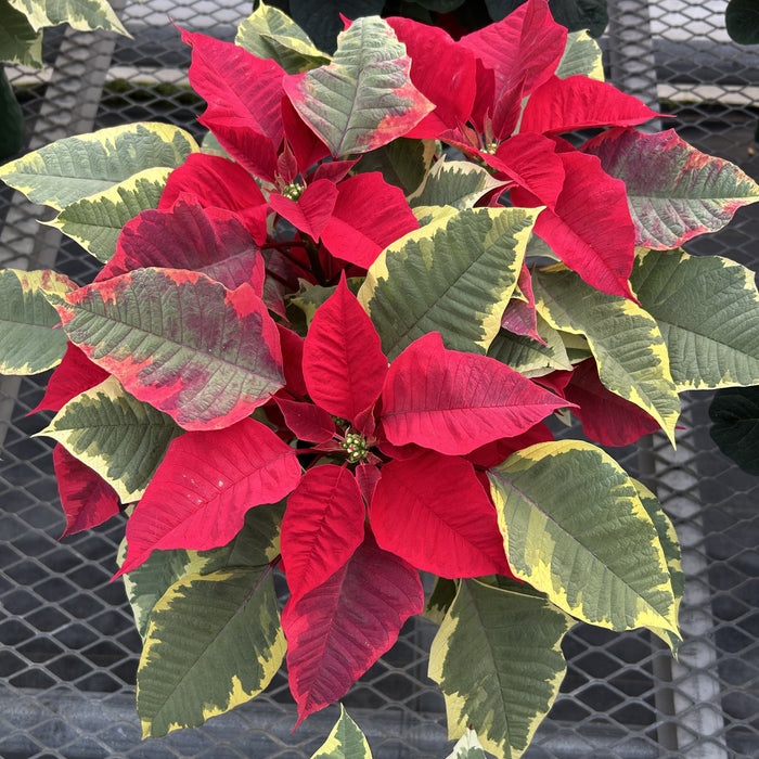 POINSETTIA - MEDIUM