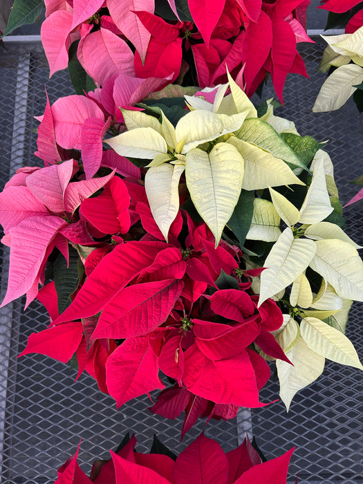 POINSETTIA - LARGE