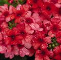VERBENA ESTRELLA LOBSTERFEST - 4.5" - Springbank Greenhouses