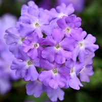 VERBENA FIREHOUSE SERIES - 4.5" - Springbank Greenhouses