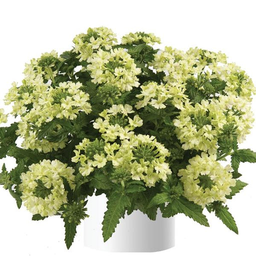VERBENA VANESSA COMPACT LIME - 4.5" - Springbank Greenhouses