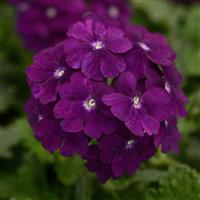 VERBENA FIREHOUSE SERIES - 4.5" - Springbank Greenhouses