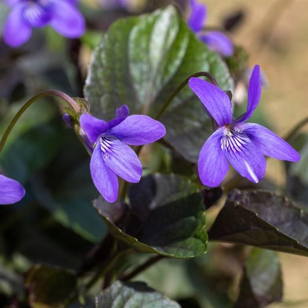 VIOLA LABRIDORICA(LABRADOR VIOLET) - 1 Gallon