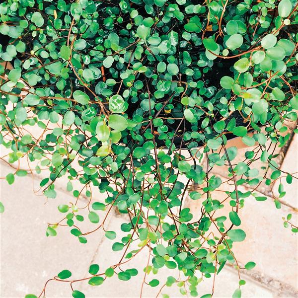 WIRE VINE - 4" - Springbank Greenhouses