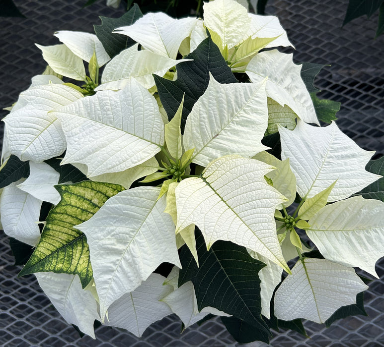 POINSETTIA - MEDIUM