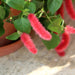 ACALYPHA CAT'S TAILS - Springbank Greenhouses