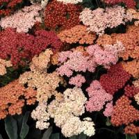 ACHILLEA SUMMER BERRIES (YARROW) - 5.5" - Springbank Greenhouses