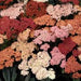 ACHILLEA SUMMER BERRIES (YARROW) - 5.5" - Springbank Greenhouses