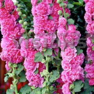 ALCEA CHATER'S PINK (HOLLYHOCK) - 1 gallon