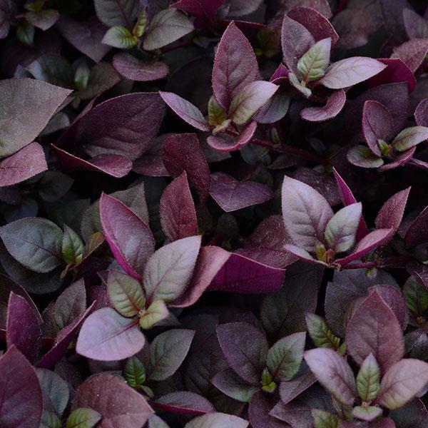 ALTERNANTHERA PURPLE PRINCE - 4" - Springbank Greenhouses