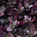 ALTERNANTHERA PURPLE PRINCE - 4" - Springbank Greenhouses