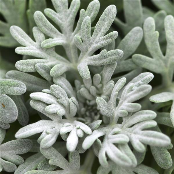 ARTEMESIA SEA SALT (WORMWOOD) - 4.5" - Springbank Greenhouses