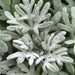 ARTEMESIA SEA SALT (WORMWOOD) - 4.5" - Springbank Greenhouses