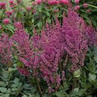 ASTILBE VISION SERIES (FALSE SPIREA) - 1 Gallon - Springbank Greenhouses