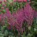 ASTILBE VISION SERIES (FALSE SPIREA) - 1 Gallon - Springbank Greenhouses