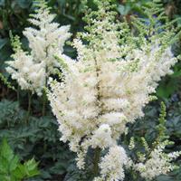 ASTILBE VISION SERIES (FALSE SPIREA) - 1 Gallon - Springbank Greenhouses
