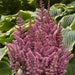 ASTILBE VISION SERIES (FALSE SPIREA) - 1 Gallon - Springbank Greenhouses