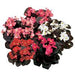 BEGONIA - FIBROUS - SENATOR iQ SERIES - 4" - Springbank Greenhouses