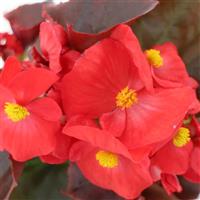 BEGONIA - FIBROUS - SENATOR iQ SERIES - 4" - Springbank Greenhouses