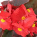 BEGONIA - FIBROUS - SENATOR iQ SERIES - 4" - Springbank Greenhouses