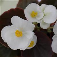BEGONIA - FIBROUS - SENATOR iQ SERIES - 4" - Springbank Greenhouses