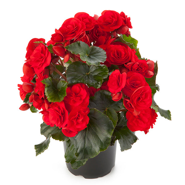 BEGONIA SOLENIA (GROWS IN THE SUN TOO) HANGING BASKET -12" WIDE AND 7" DEEP - Springbank Greenhouses