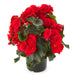 BEGONIA SOLENIA (GROWS IN THE SUN TOO) HANGING BASKET -12" WIDE AND 7" DEEP - Springbank Greenhouses