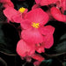 BEGONIA - FIBROUS - SENATOR iQ SERIES - 4" - Springbank Greenhouses