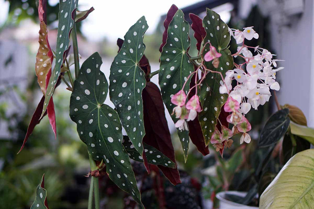 BEGONIA FANCY LEAF PHOENIX WING - 5.5" - Springbank Greenhouses