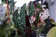 BEGONIA FANCY LEAF PHOENIX WING - 5.5" - Springbank Greenhouses