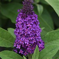BUDDLEIA (BUTTERFLY BUSH) CHRYSALIS PINK - 1 Gallon - Springbank Greenhouses