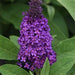 BUDDLEIA (BUTTERFLY BUSH) CHRYSALIS PINK - 1 Gallon - Springbank Greenhouses