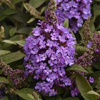 BUDDLEIA (BUTTERFLY BUSH) CHRYSALIS PINK - 1 Gallon - Springbank Greenhouses