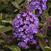 BUDDLEIA (BUTTERFLY BUSH) CHRYSALIS PINK - 1 Gallon - Springbank Greenhouses