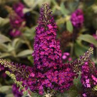 BUDDLEIA (BUTTERFLY BUSH) CHRYSALIS PINK - 1 Gallon - Springbank Greenhouses