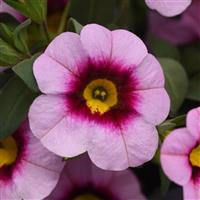 CALIBRACHOA MINI FAMOUS NEO SERIES - 4" - Springbank Greenhouses