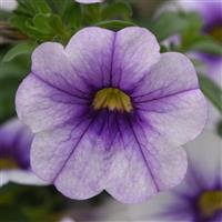 CALIBRACHOA MINI FAMOUS NEO SERIES - 4" - Springbank Greenhouses