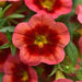 CALIBRACHOA MINI FAMOUS NEO SERIES - 4" - Springbank Greenhouses