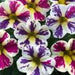 CALIBRACHOA CANDY SHOP BAG OF TRICKS - 4.5" - Springbank Greenhouses
