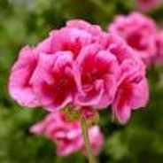 GERANIUM LARGE CALLIOPE HANGING BASKET - 12" (30cm) WIDE AND 7" (18cm) DEEP - Springbank Greenhouses