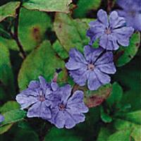 CERATOSTIGMA PLUMBAGO (LEADWORT) - 1 Gallon - Springbank Greenhouses