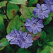 CERATOSTIGMA PLUMBAGO (LEADWORT) - 1 Gallon - Springbank Greenhouses