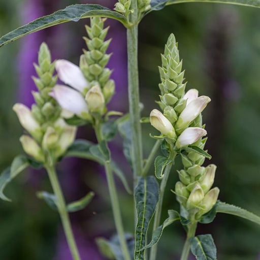 CHELONE GLABRA (TURTLEHEAD) - 1 Gallon - Springbank Greenhouses