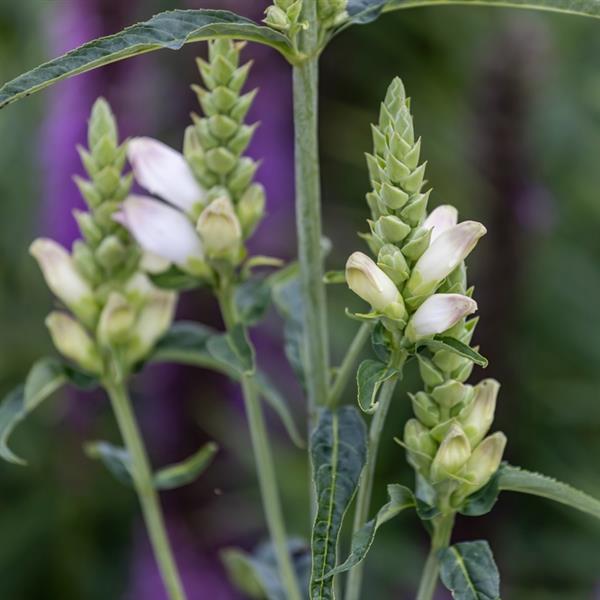CHELONE GLABRA (TURTLEHEAD) - 1 Gallon - Springbank Greenhouses