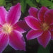 CLEMATIS DR RUPPEL - 1 Gallon - Springbank Greenhouses